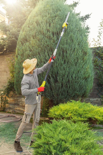 Best Tree Cutting Near Me  in Herrin, IL